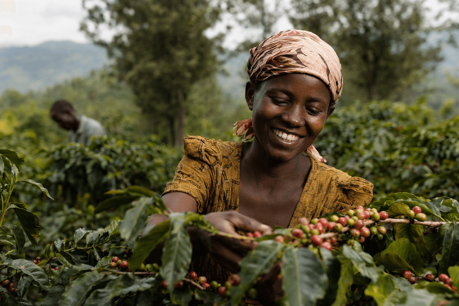 MIGA backs Sucafina Rwanda with $8.9 million guarantees