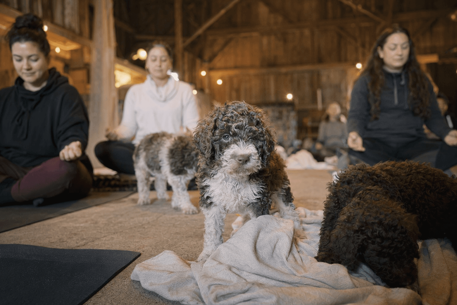Parksville farm hosts puppy yoga with Lagotto pups, truffle treats, meditation