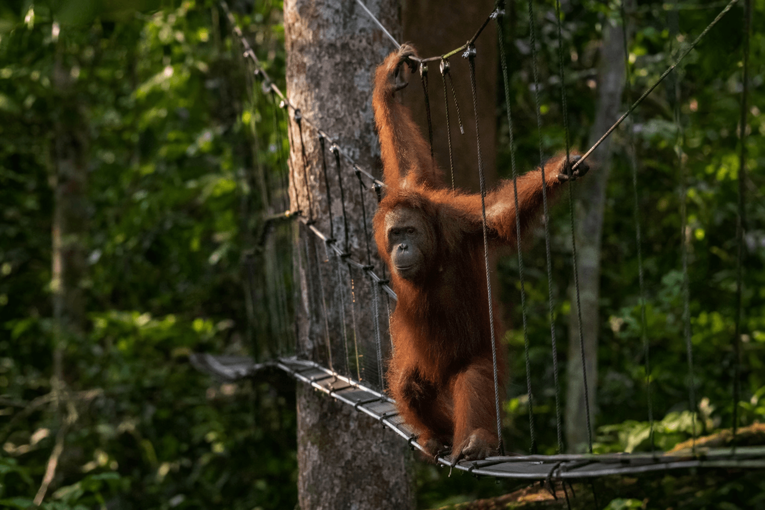 Camera Traps Capture First Sumatran Orangutan Crossing Canopy Bridge