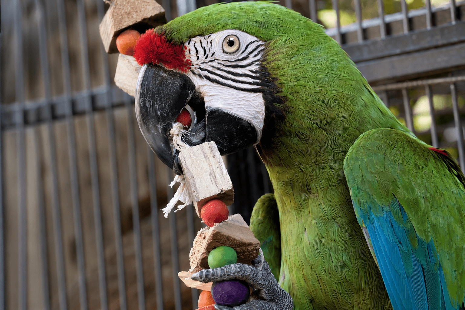 Great Green Macaw Cucumber Loves Bead Toy That Strengthens His Beak