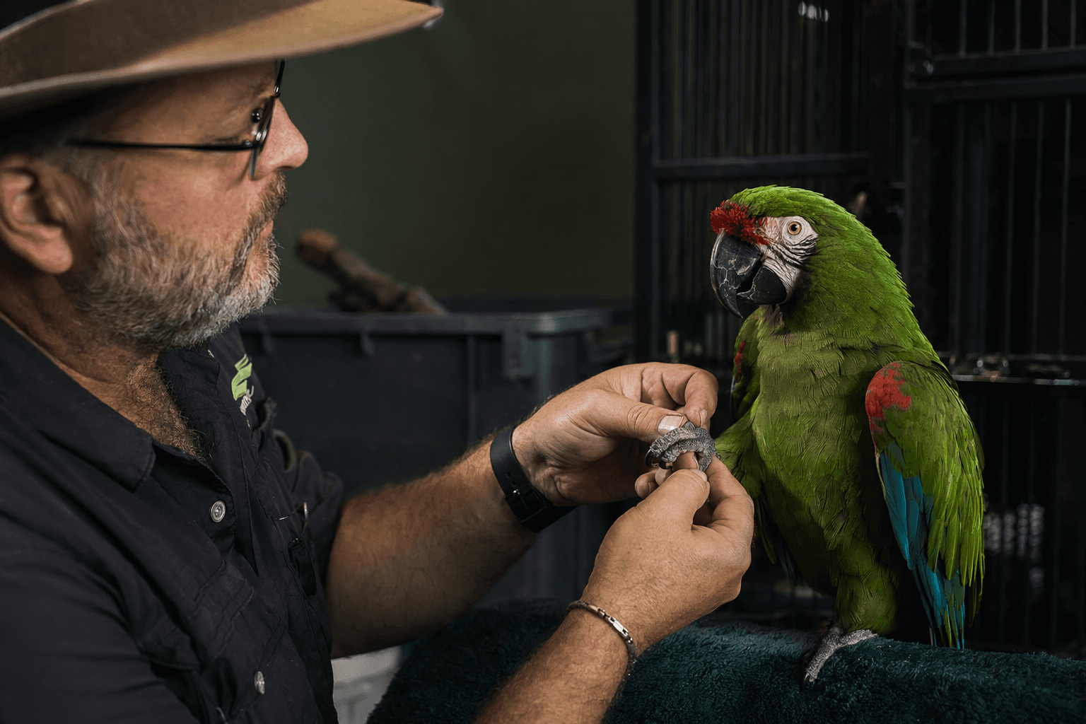 Parrot Wizard trains macaw for safe, stress-free handling