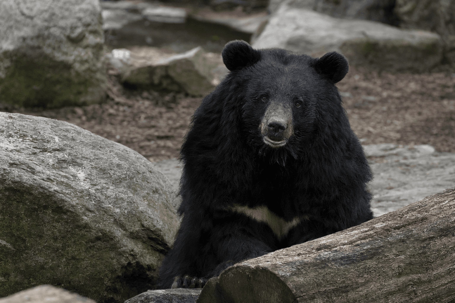 Cohanzick Zoo’s beloved bear Holly dies after liver cancer complications