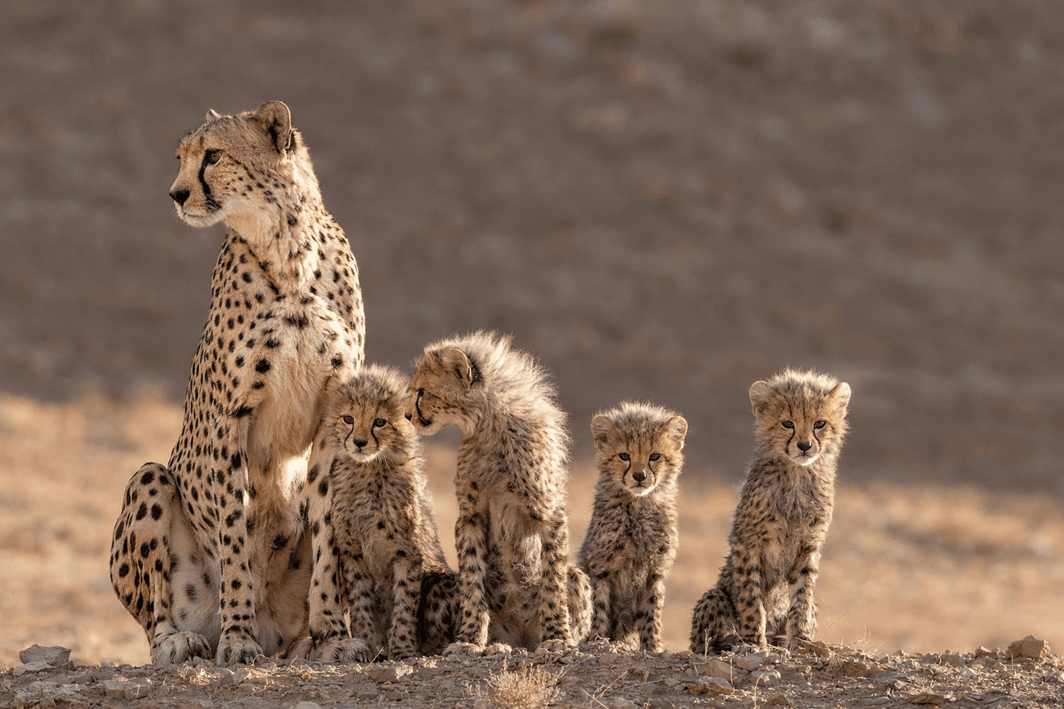 New adult, cub Asiatic cheetahs spotted in Iran, boosting hopes for survival