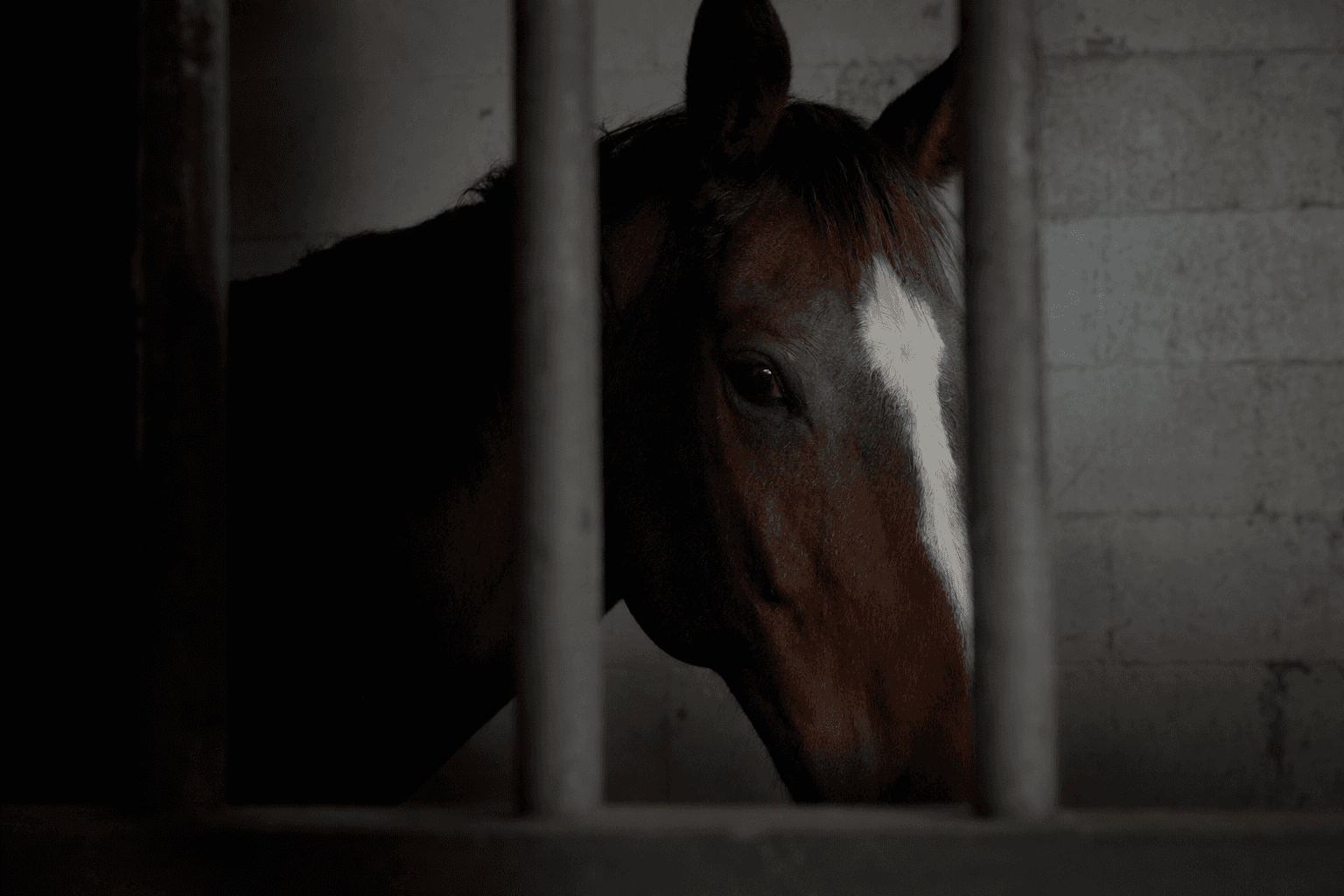 Puerto Rico welfare group seeks evidence in racehorse euthanasia case