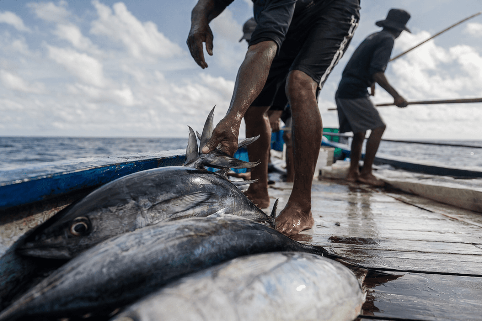 Blueyou launches Fair Trade Certified skipjack tuna program in Maldives