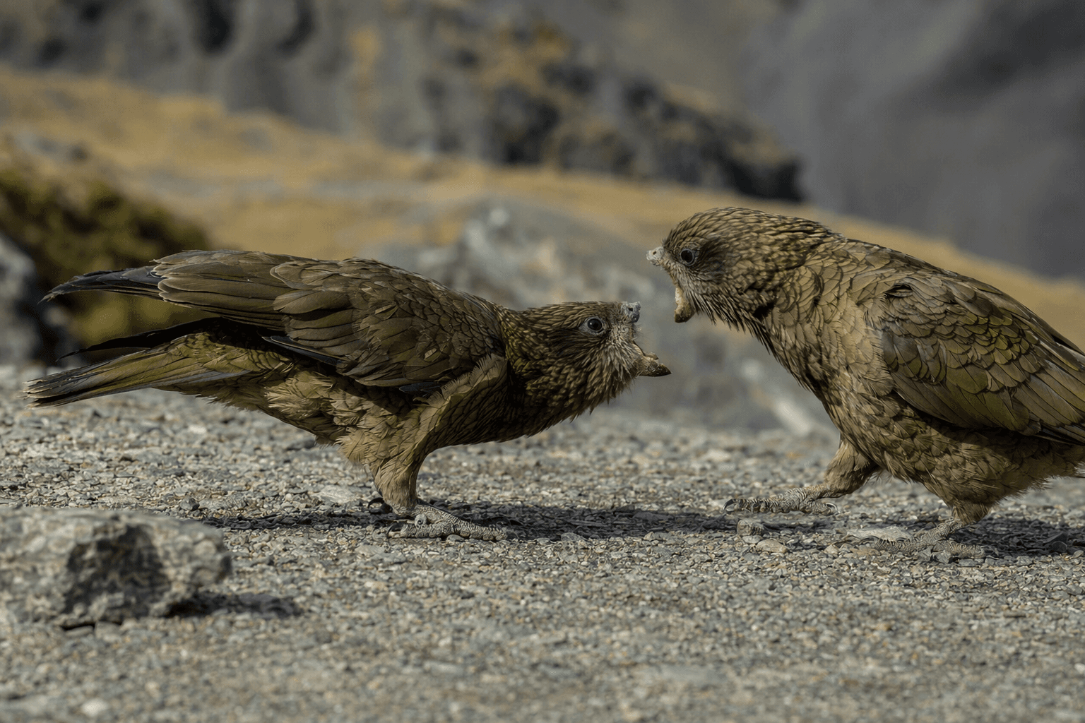 Missing Beak Kea Bruce Becomes Dominant Through Inventive Fighting Style