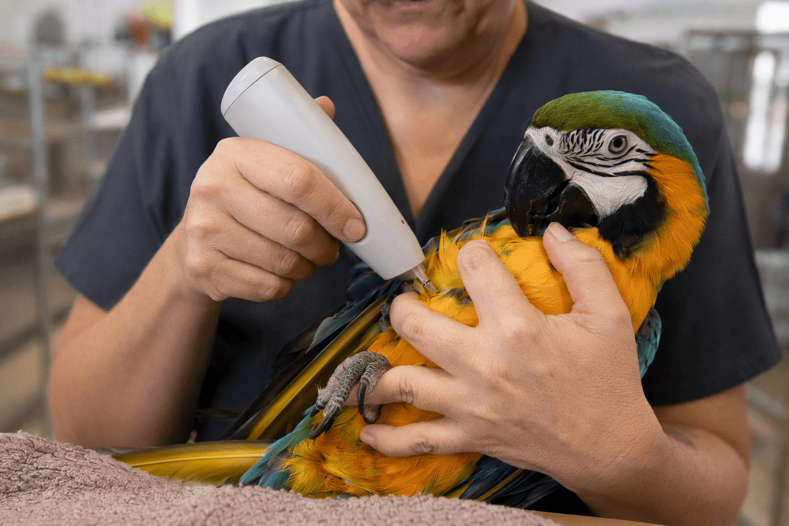 Best Friends microchips rescued parrots to improve lifelong identification