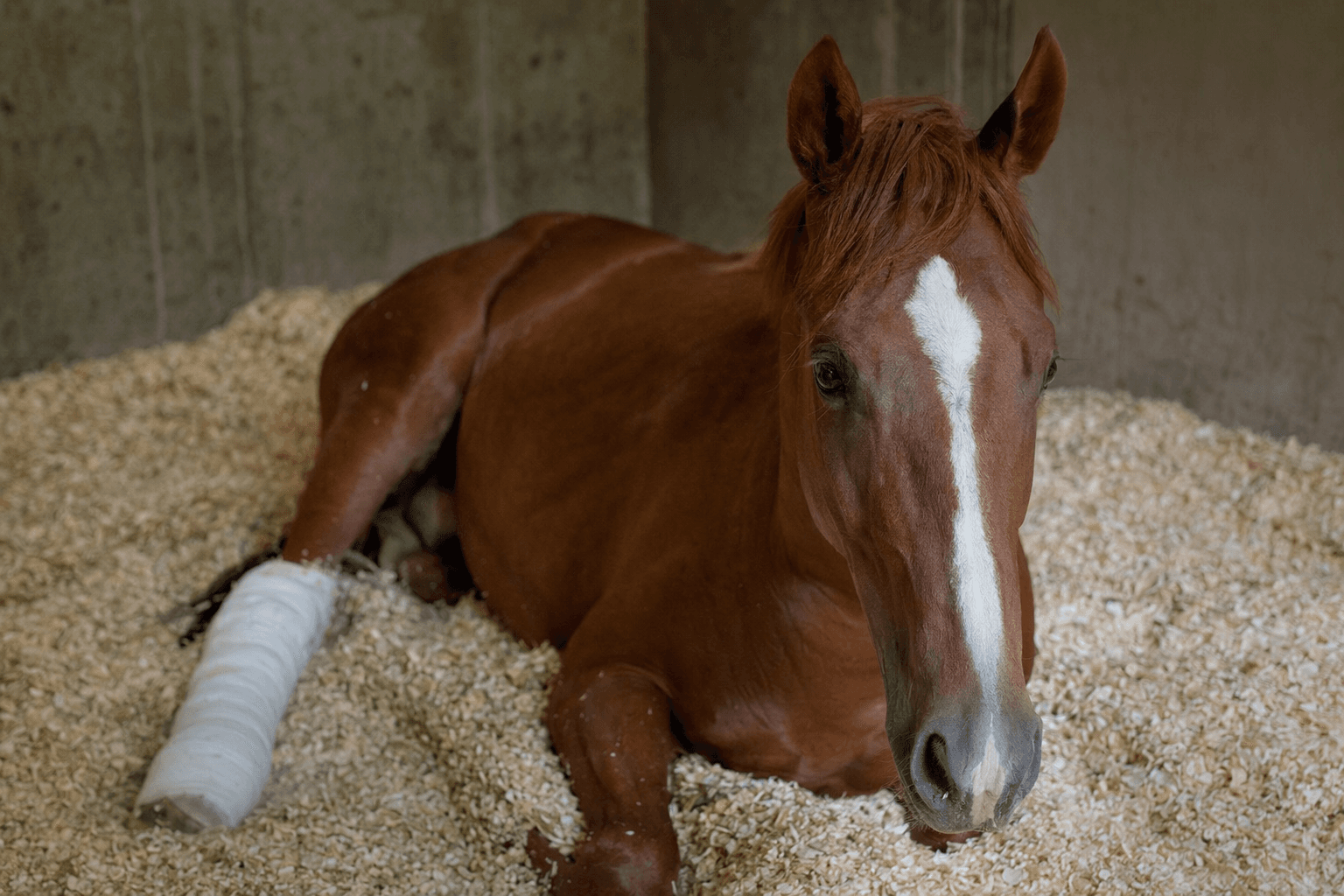 Injured Thistledown colt Ryan gets surgery, rehab chance at Denali Stud