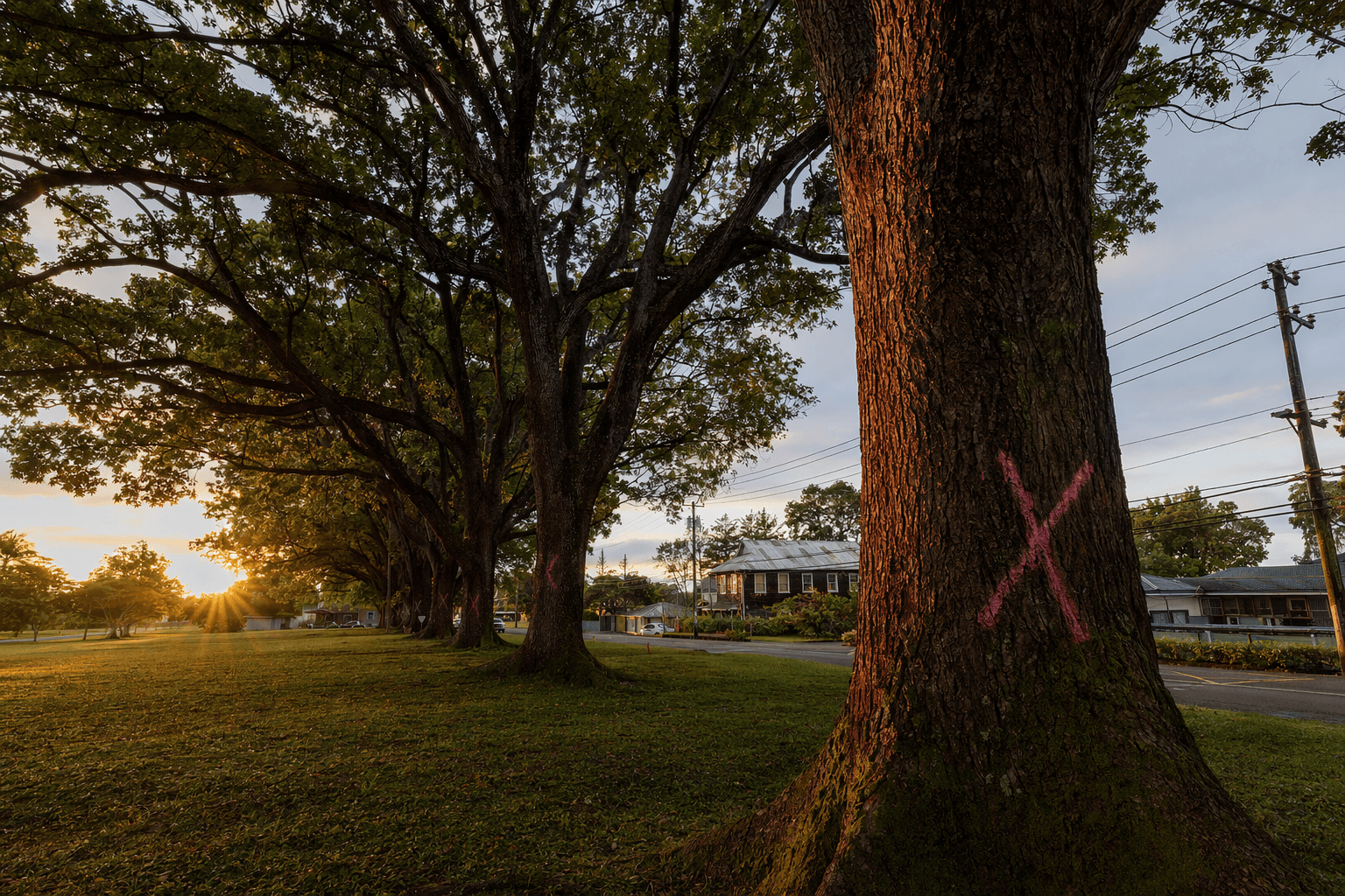 Honokaa residents fight county plan to remove 36 mahogany trees