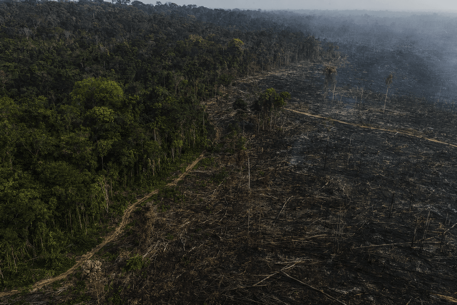 Global tropical forest loss falls in 2025, but remains above decade ago