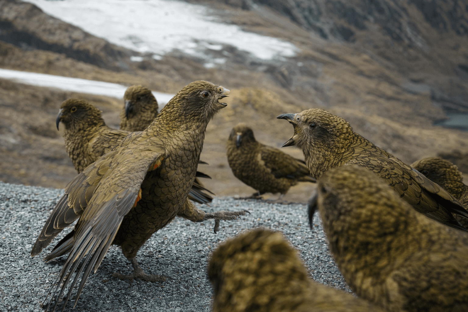 Disabled kea parrot dominates flock with novel beak jousting style