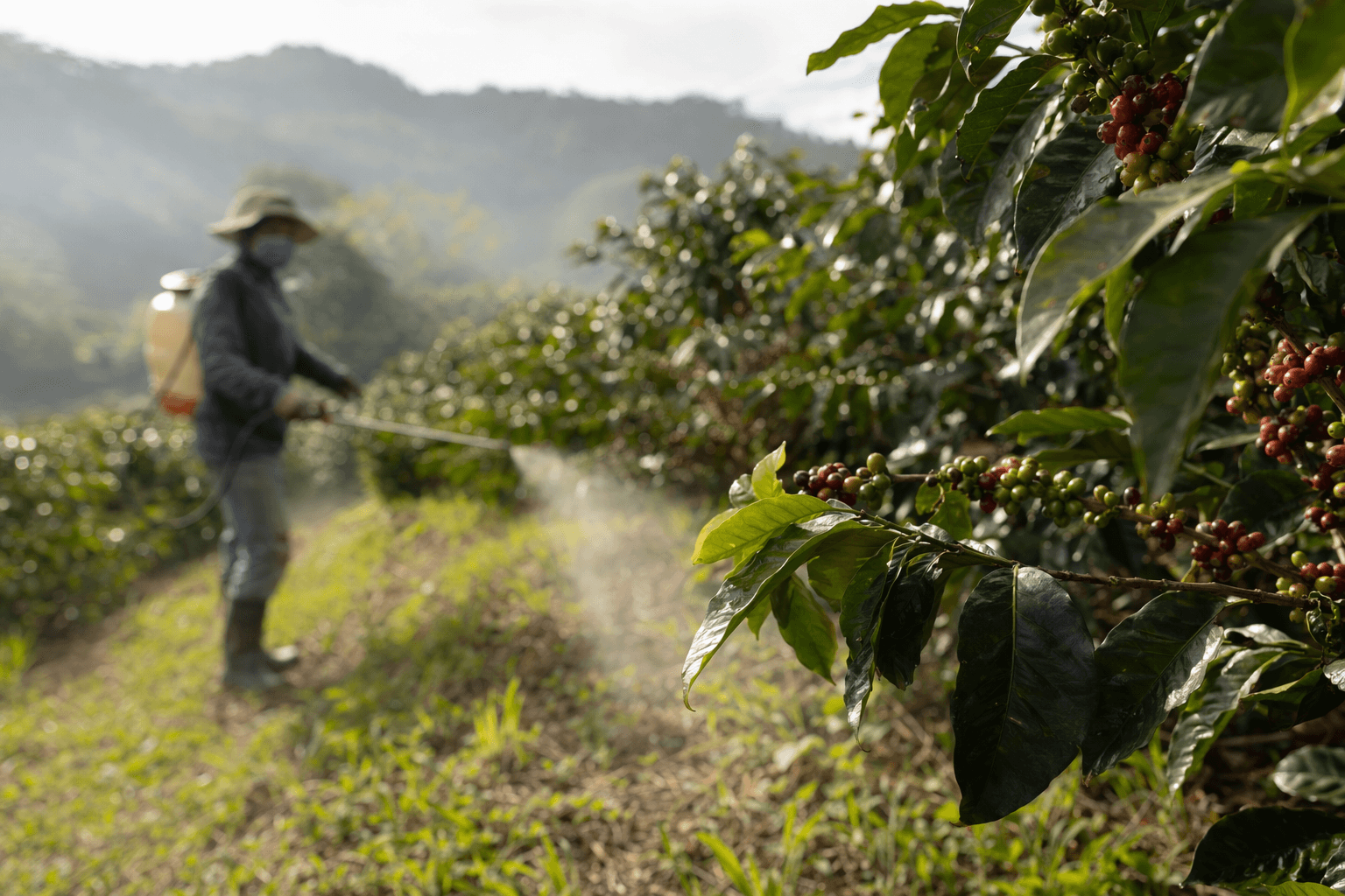 Expert Debunks Claim That Glyphosate Is Sprayed Directly On Coffee Beans