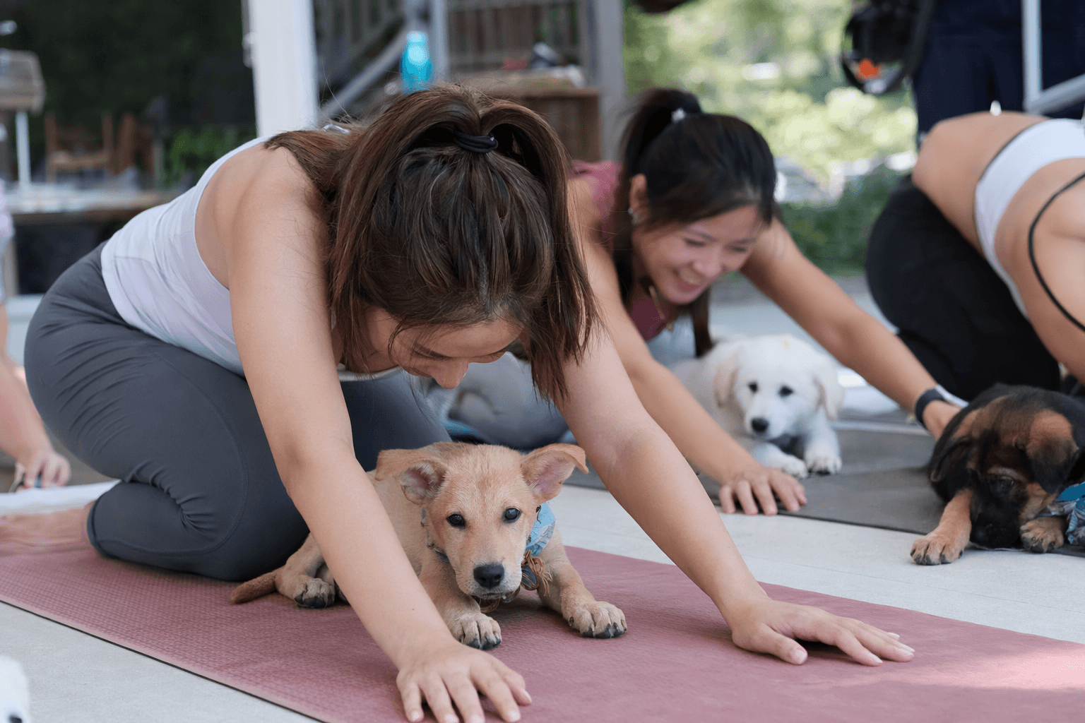 Hong Kong puppy yoga event pairs adoption drive with low-cost class