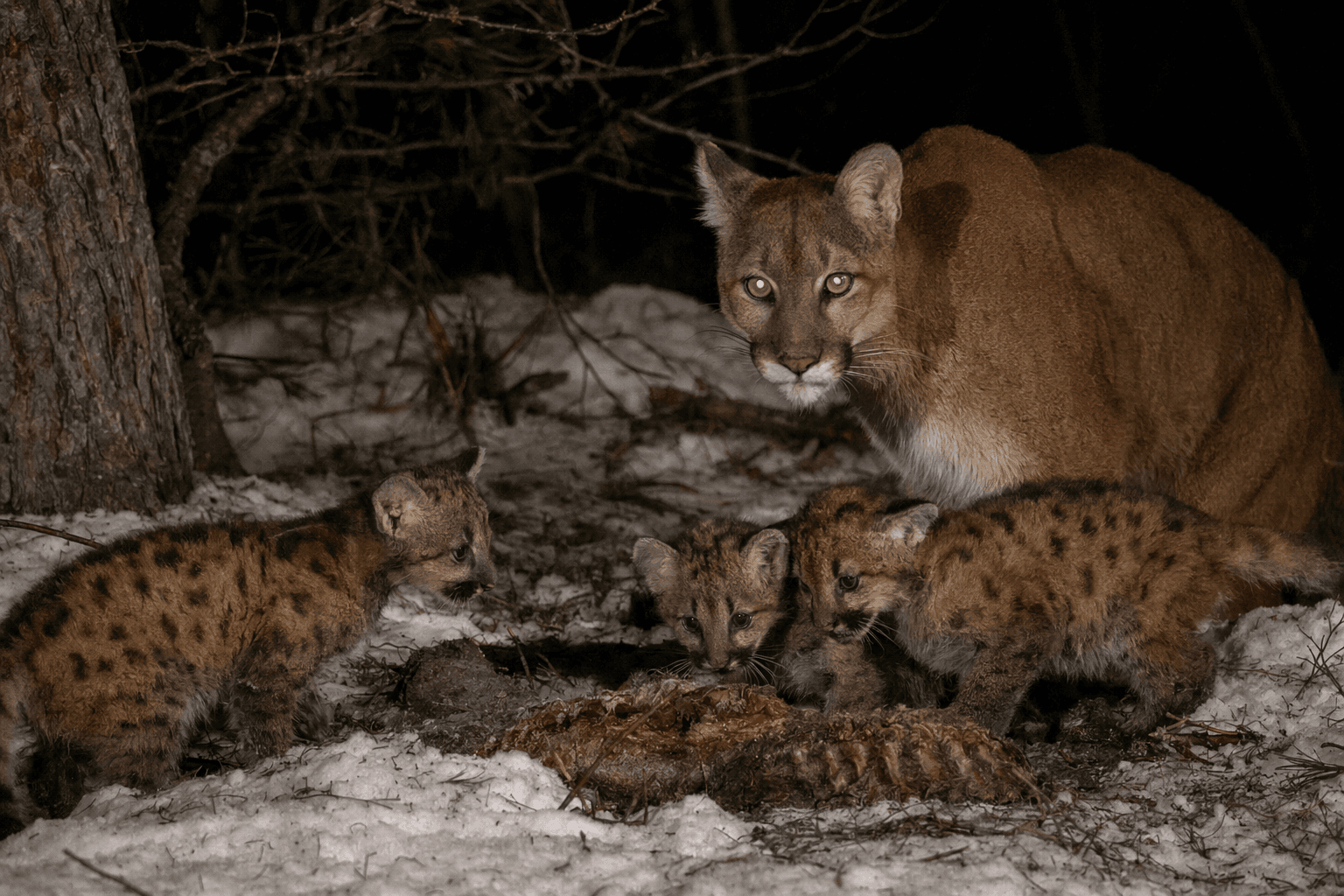 Trail Cameras Capture First Minnesota Cougar Family in Over a Century