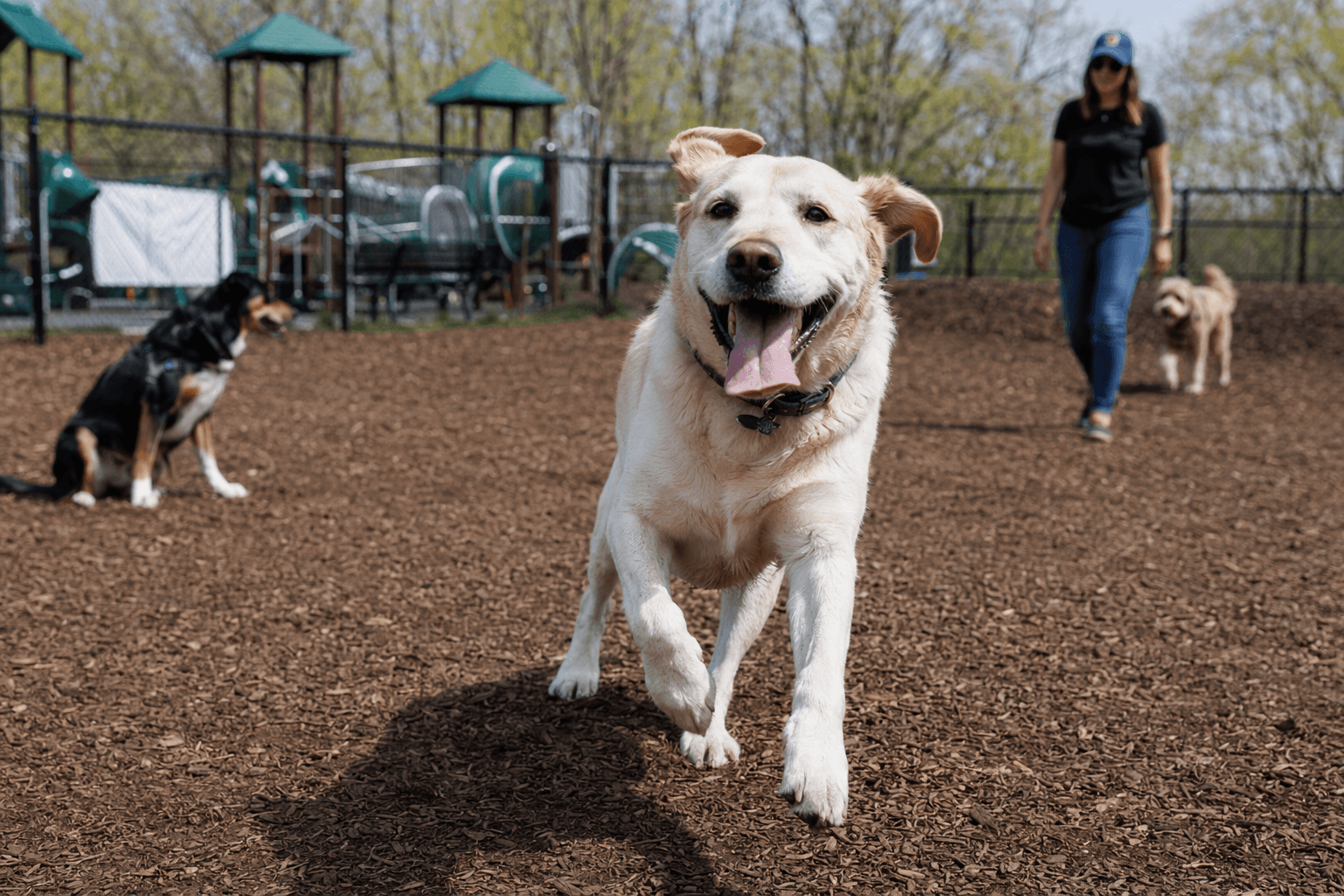 Portage opens Woodland Bark dog park with Earth Day celebration