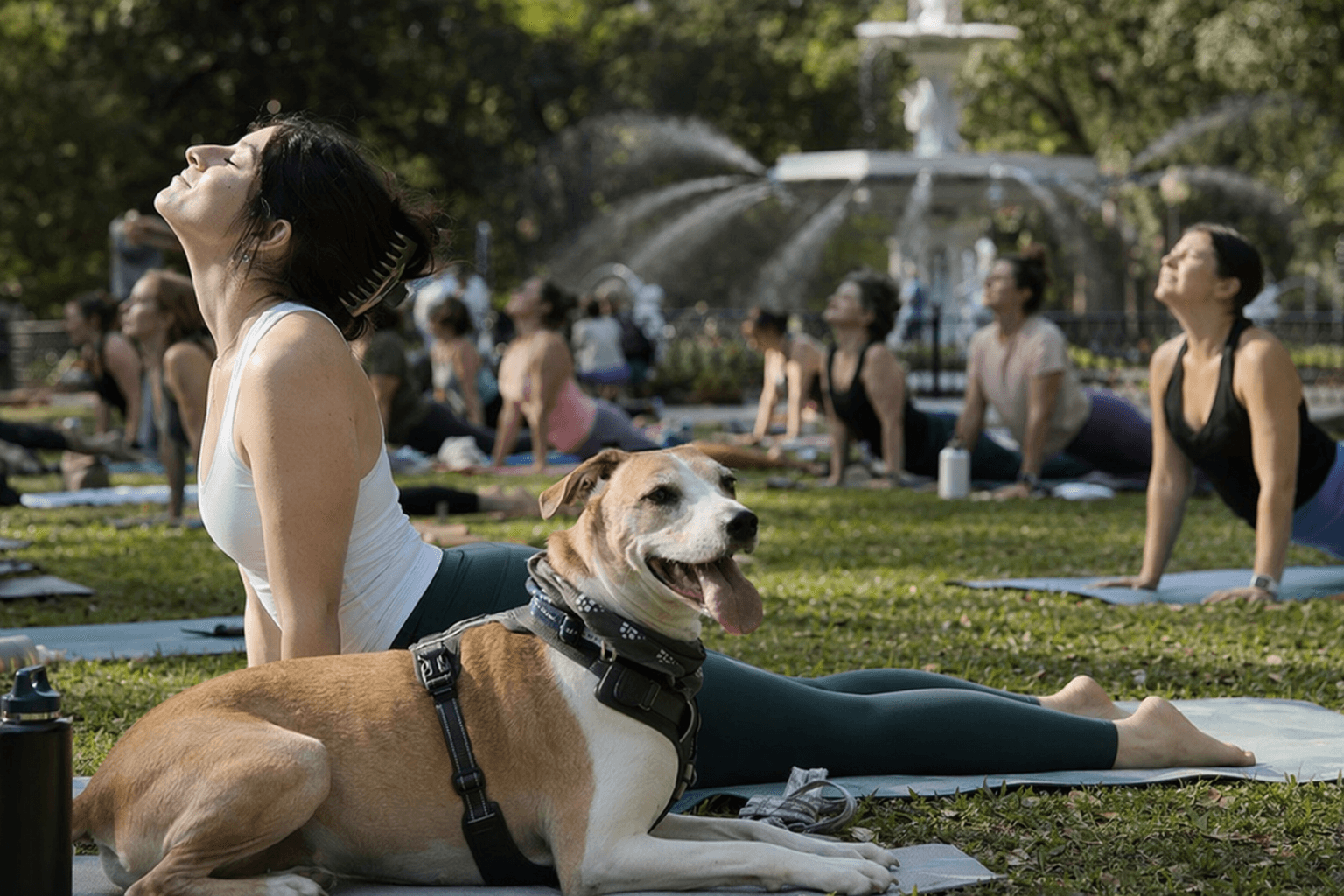 Dog Yoga in Forsyth Park to Benefit One Love Animal Rescue