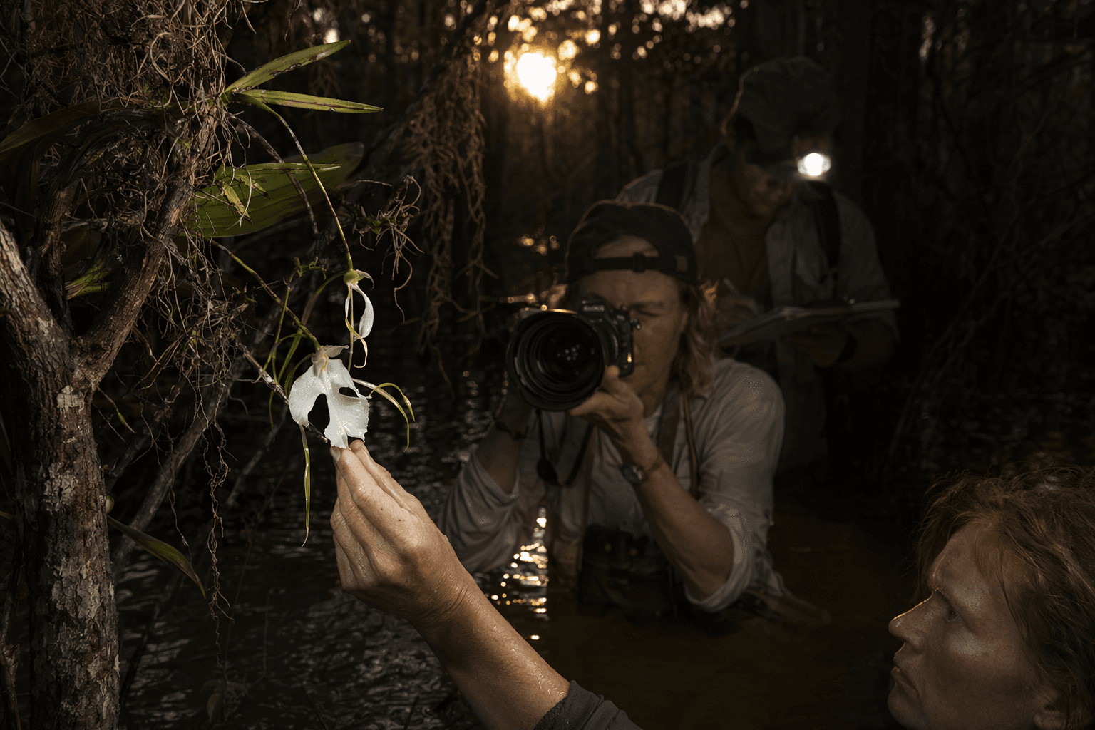 Photographers and scientists chase ghost orchid pollination in Florida swamps