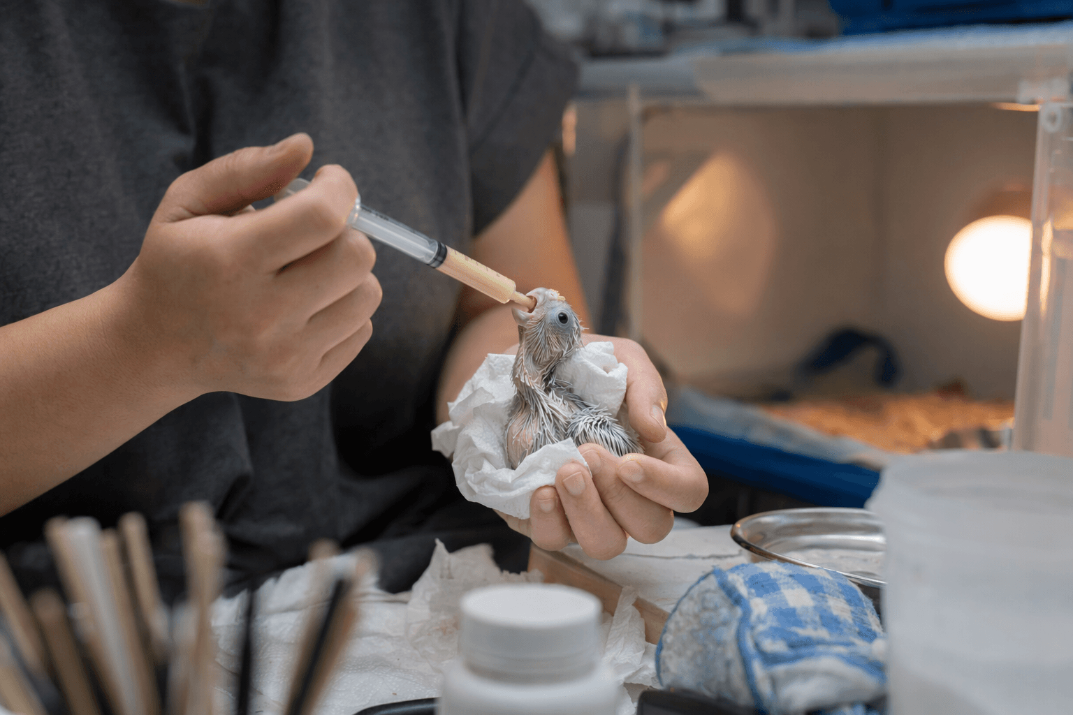 Safe Hand-Feeding for Cockatiel Chicks, Nutrition, Hygiene, and Brooder Care