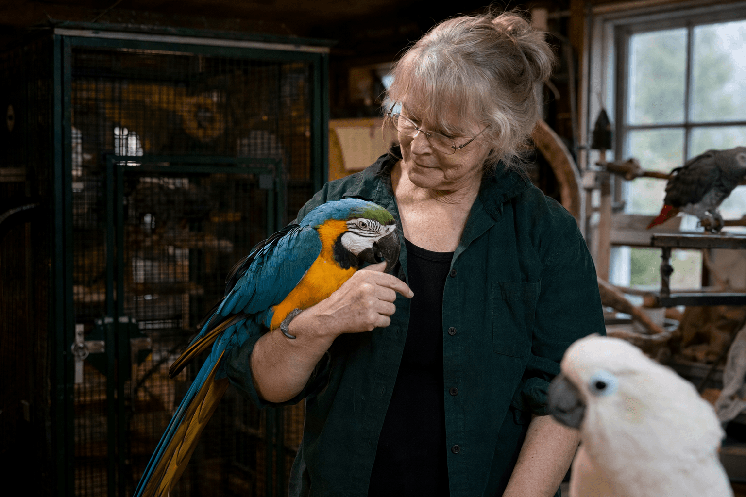 Parrot Lifespan Depends on Species, Care, and Long-Term Planning