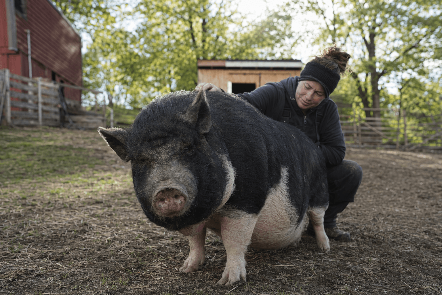Runaway hog rescued after week loose in Brighton finds sanctuary home