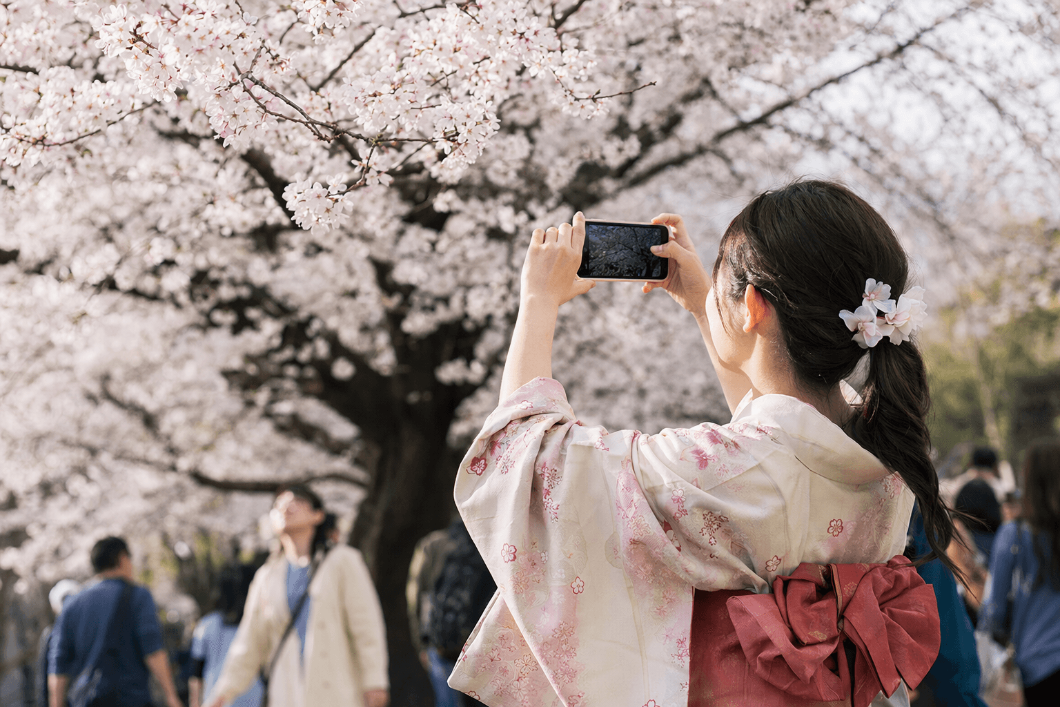 Japanese Travelers Flock to South Korea for Cherry Blossom Viewing