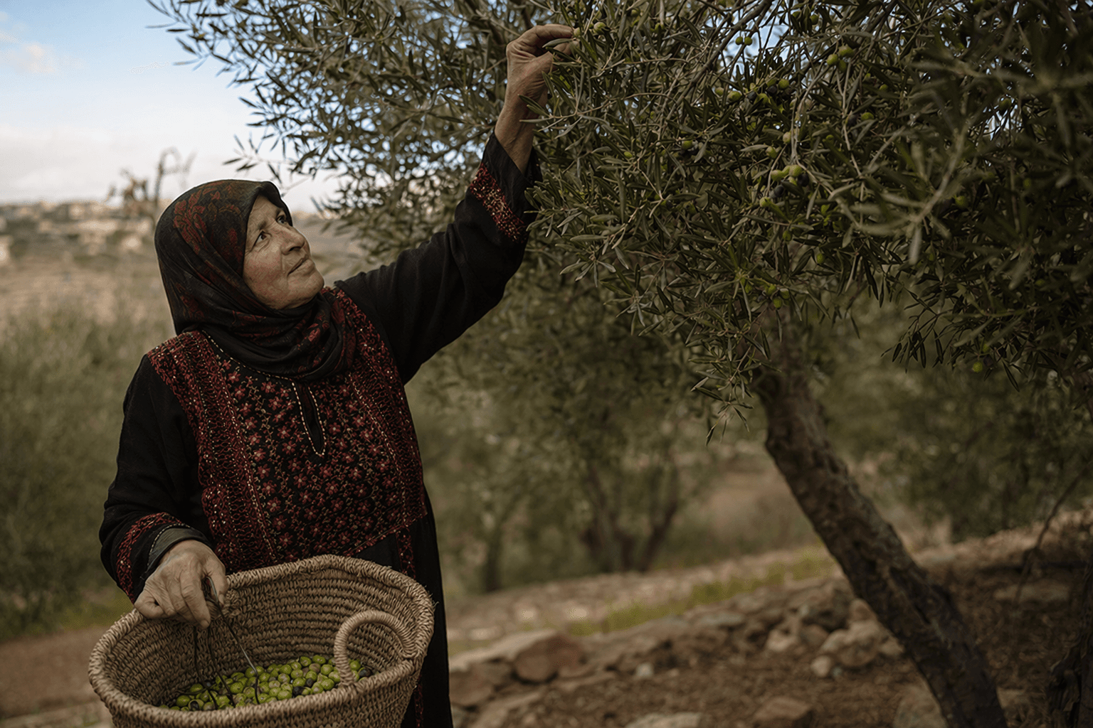 NMC to host documentary on Palestinian olive farmers, filmmaker Q&A