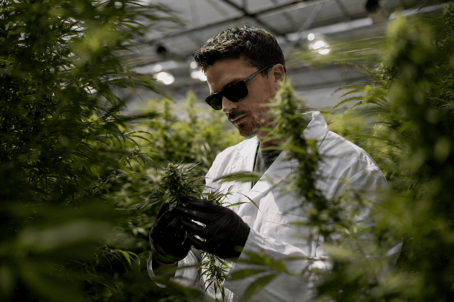 Federal move to reschedule medical marijuana brings tax breaks, investment hopes