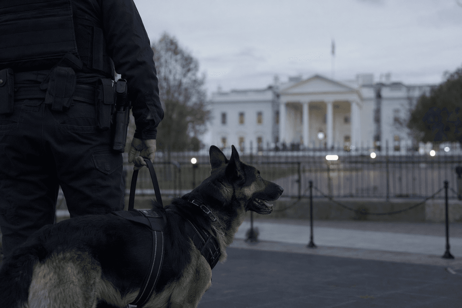 Video shows police K-9 reacting before White House shooting unfolded