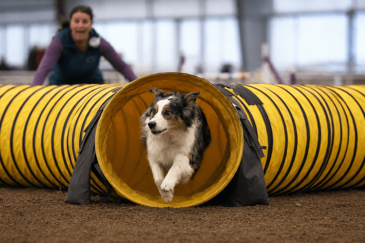 AKC Agility League crowns winter champions after 12th season wraps