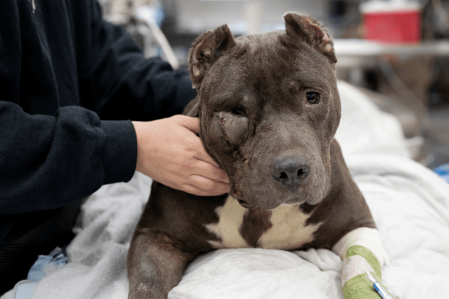 Authorities search for shooter after dog survives face injury