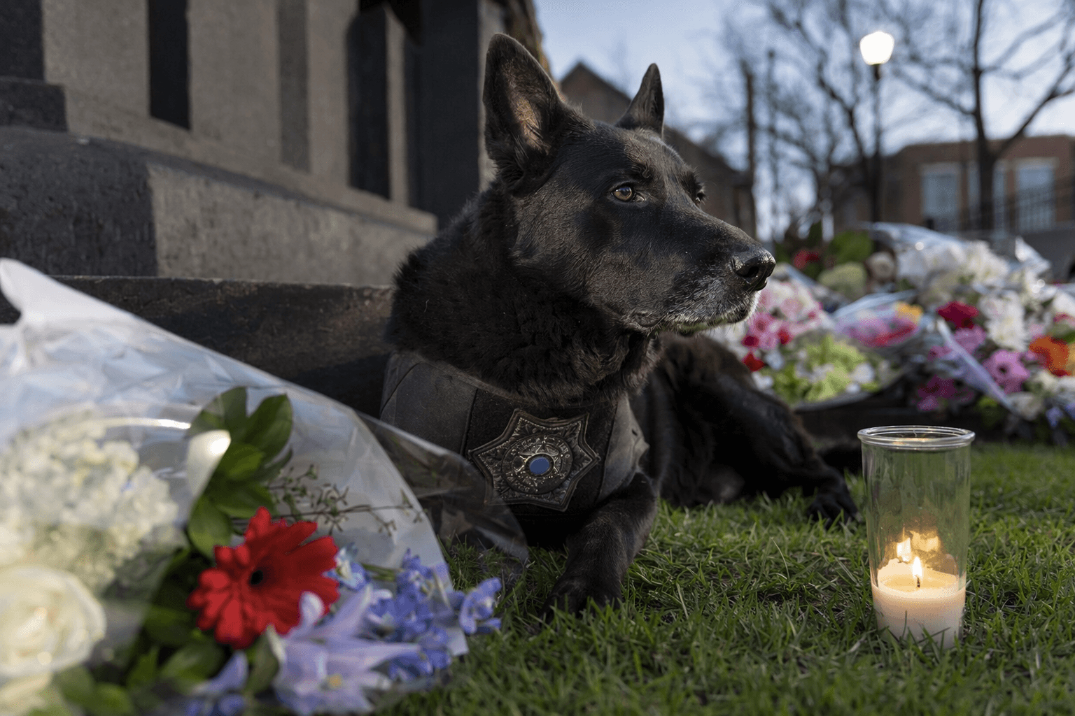 Youngstown State police mourn retired explosive-detection K-9 Gino’s death