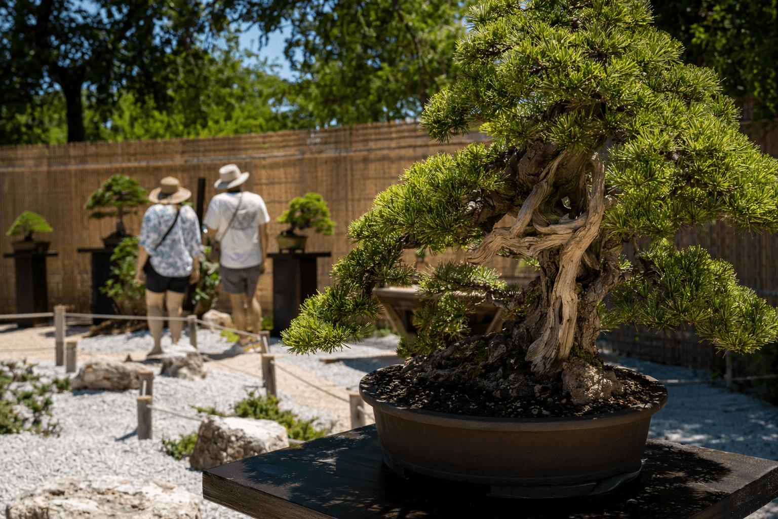 Corpus Christi Botanical Gardens Debut Outdoor Bonsai Exhibit and Zen Garden