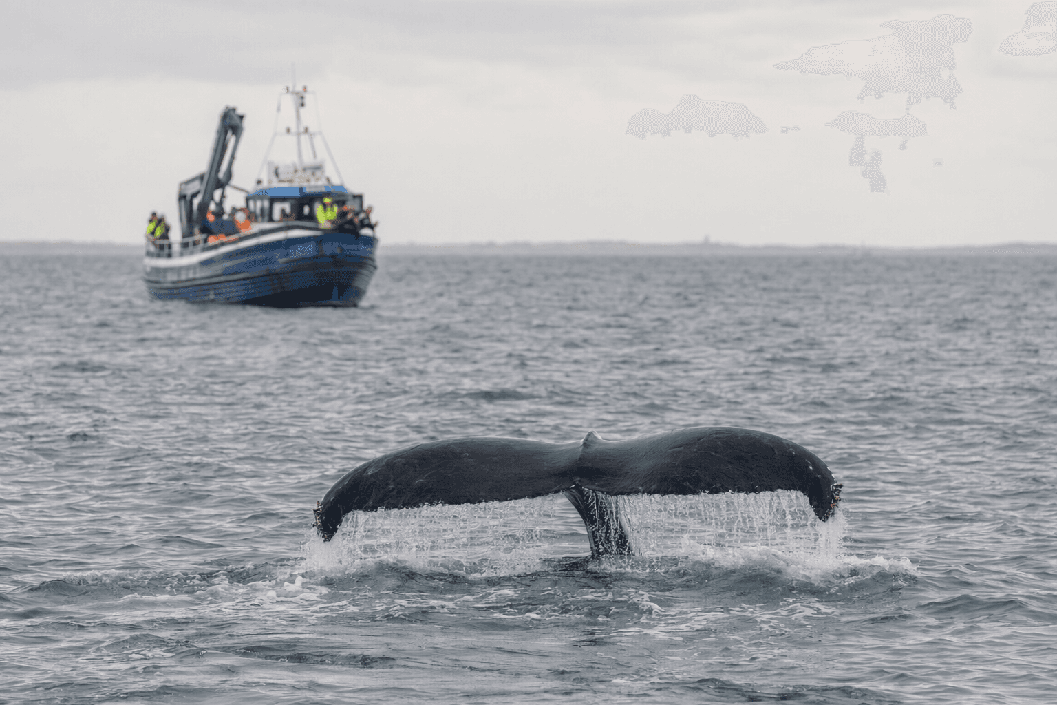 Rescued humpback Timmy released into North Sea after weeks stranded