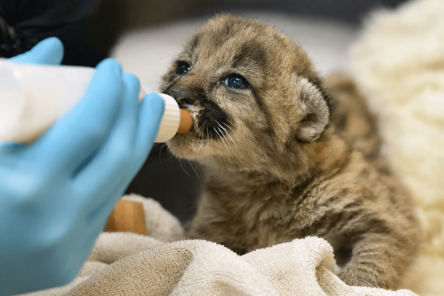 Missing mountain lion cub Crimson begins recovery at Oakland Zoo