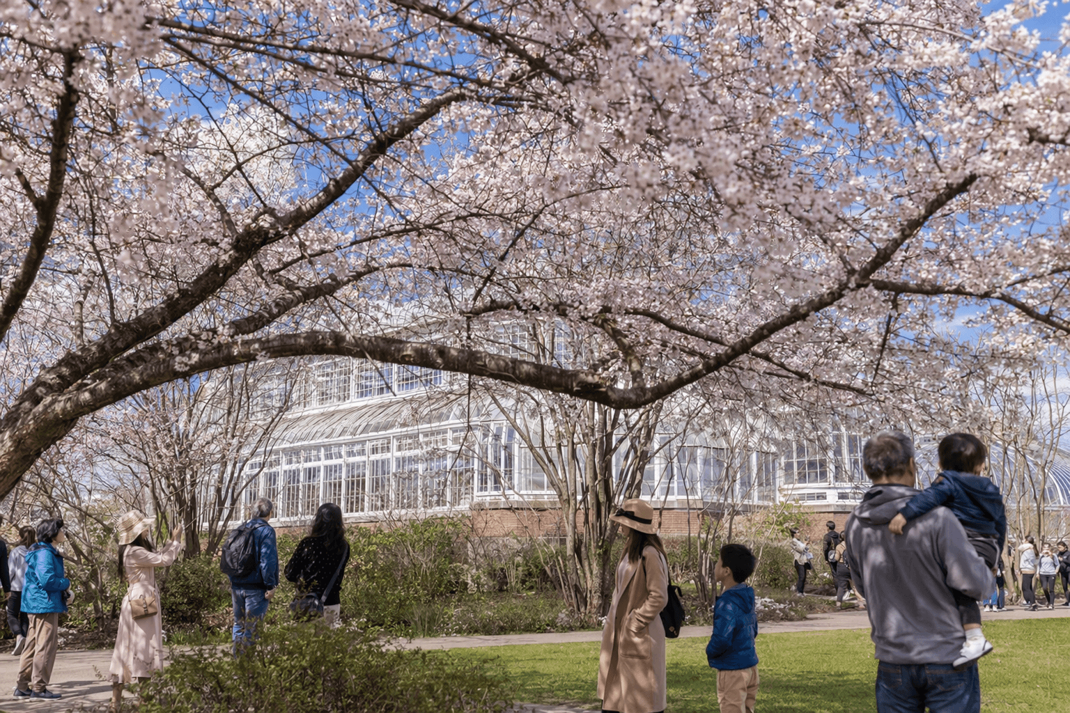 Best places to see Long Island cherry blossoms this spring