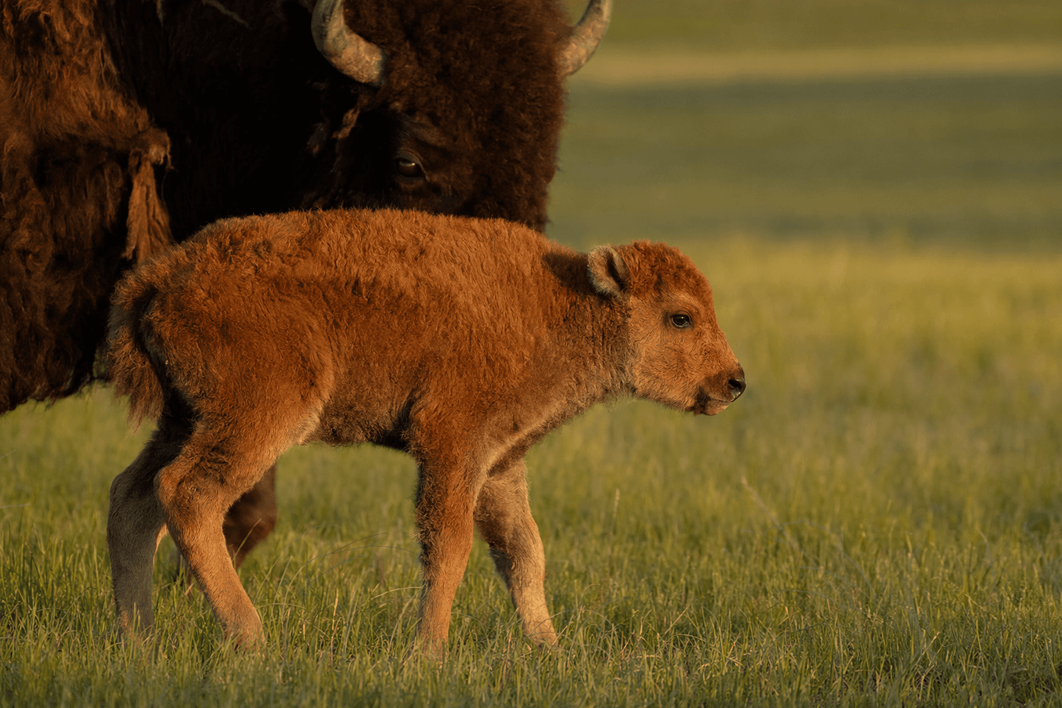 North American Bison Discovery Center welcomes first calf of 2026 season