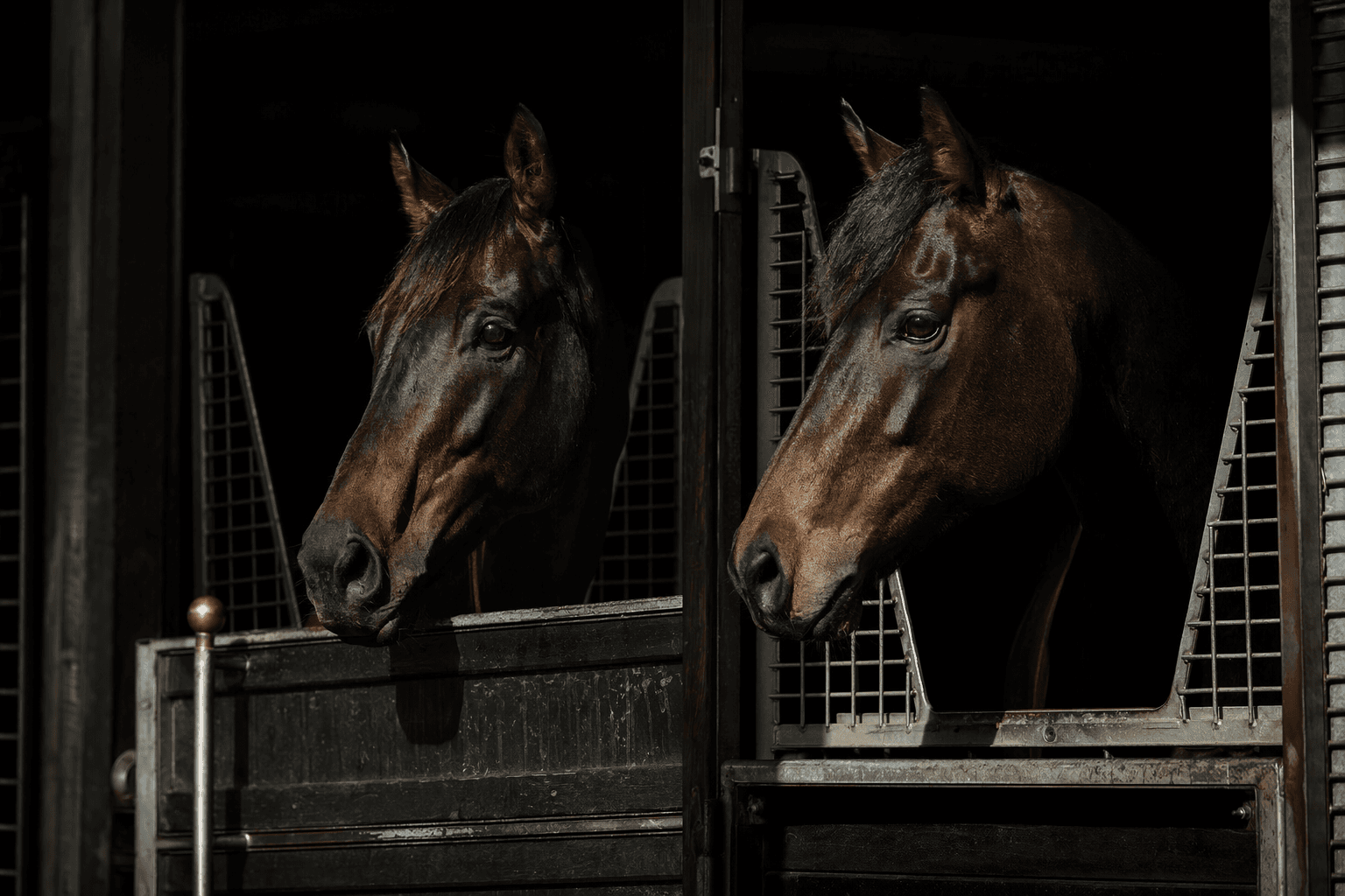 Yulong adds Devil Night, Private Harry to inaugural NSW stallion roster