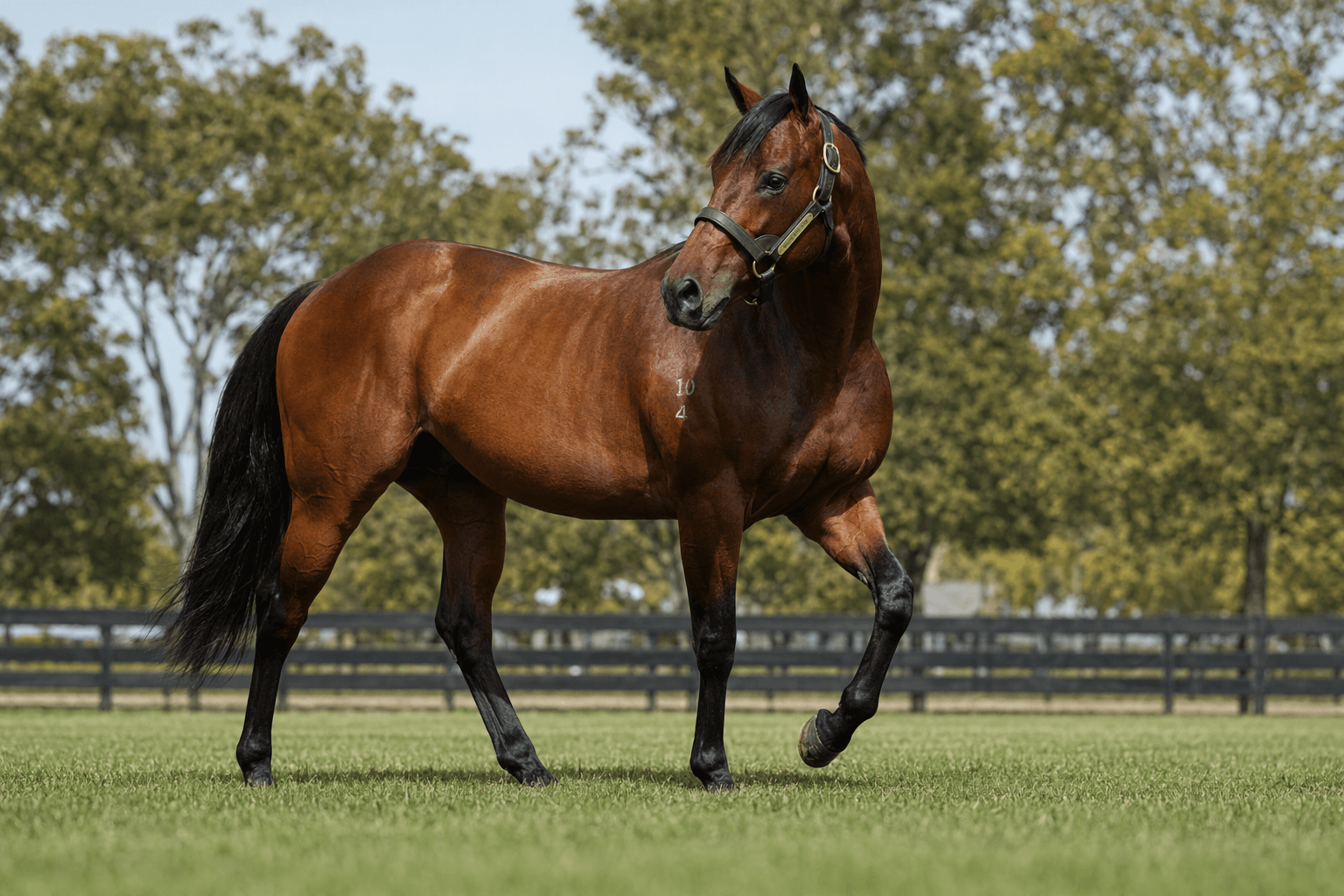 Anamoe breeding right tops Inglis Digital opener at AU$450,000