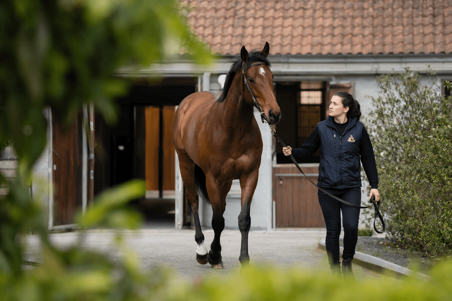 Saracen heads Tattersalls Online May Sale with 85-lot catalog