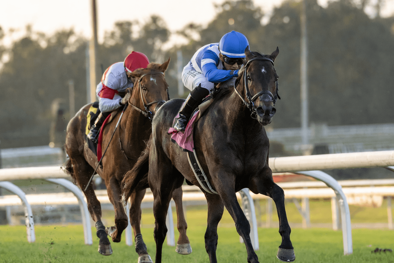 Mondego Stays Hot, Wins Charles Whittingham Stakes at Santa Anita