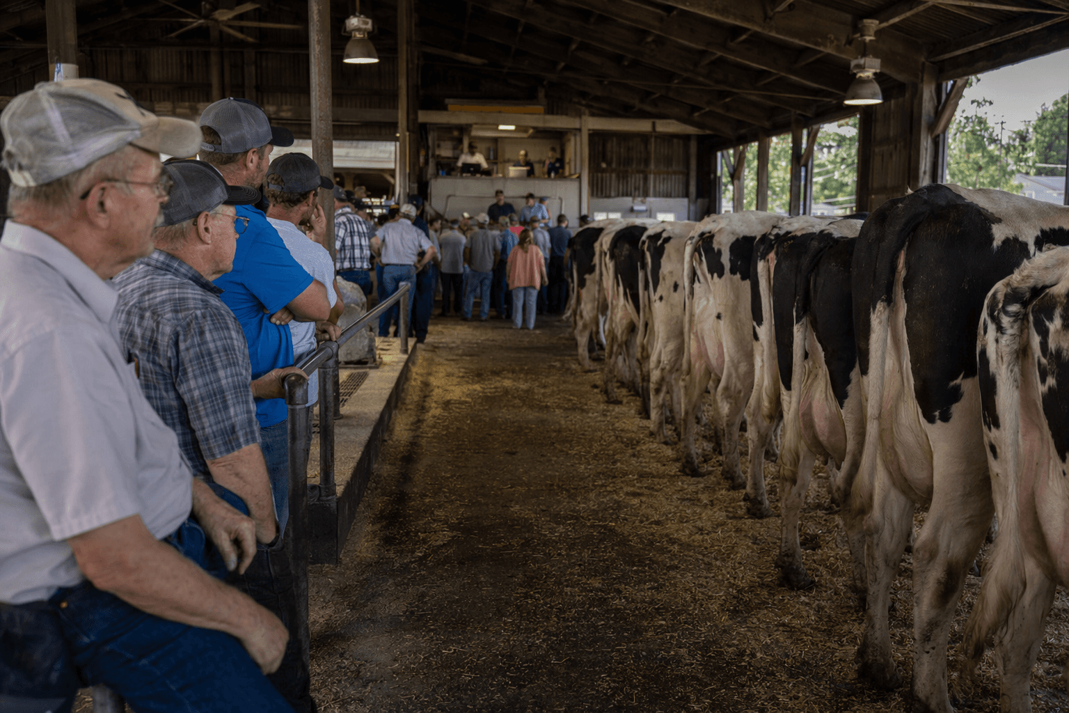 Pennsylvania dairy family ends multigenerational herd with complete auction sale