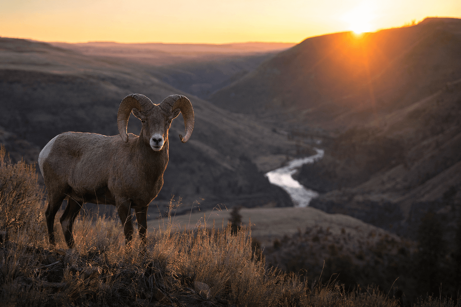 Bighorn Sheep Wake to Sunrise in Washington’s Asotin Creek Wildlife Area