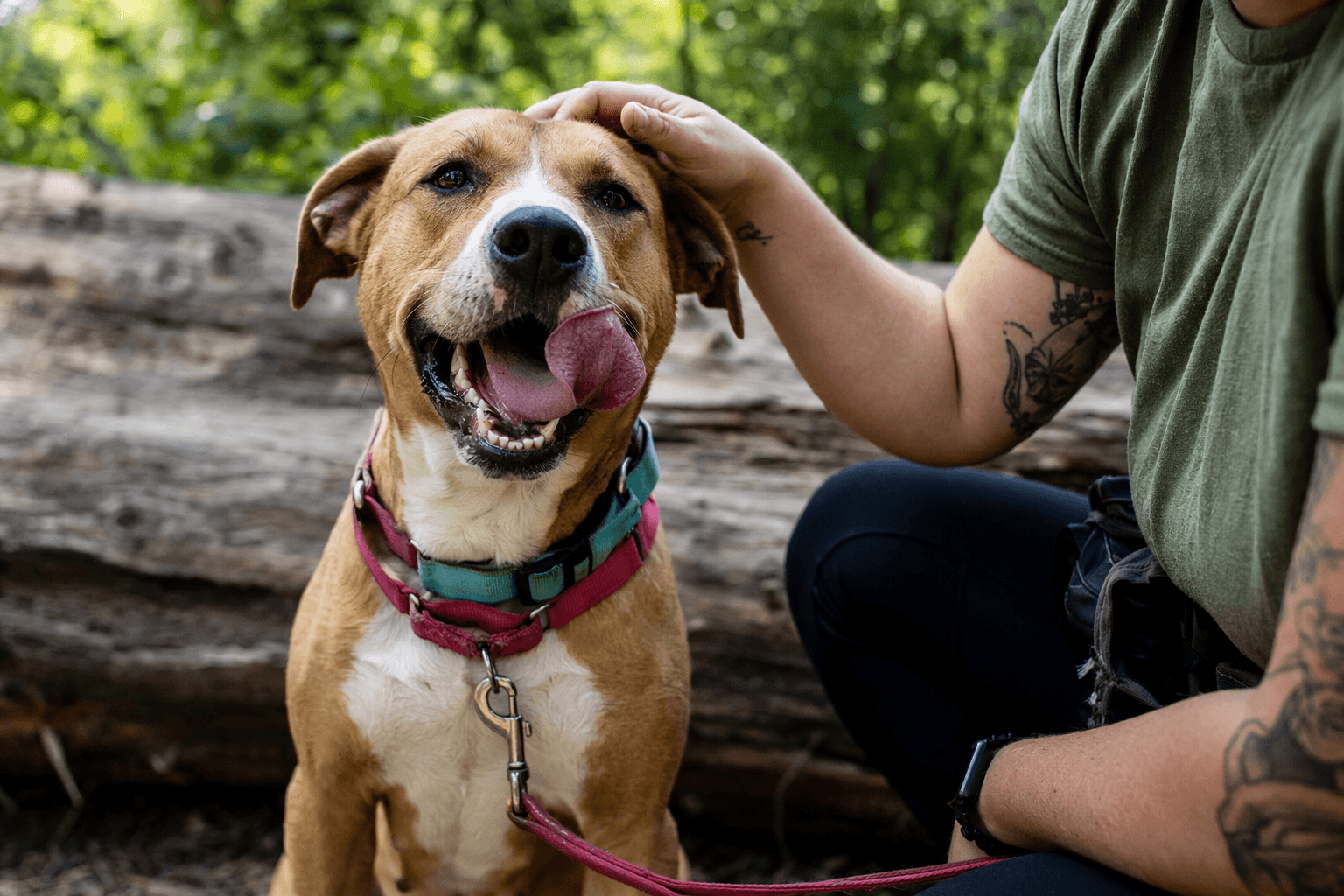 Pittsburgh shelter dogs enjoy field trips through new Barks & Rec program