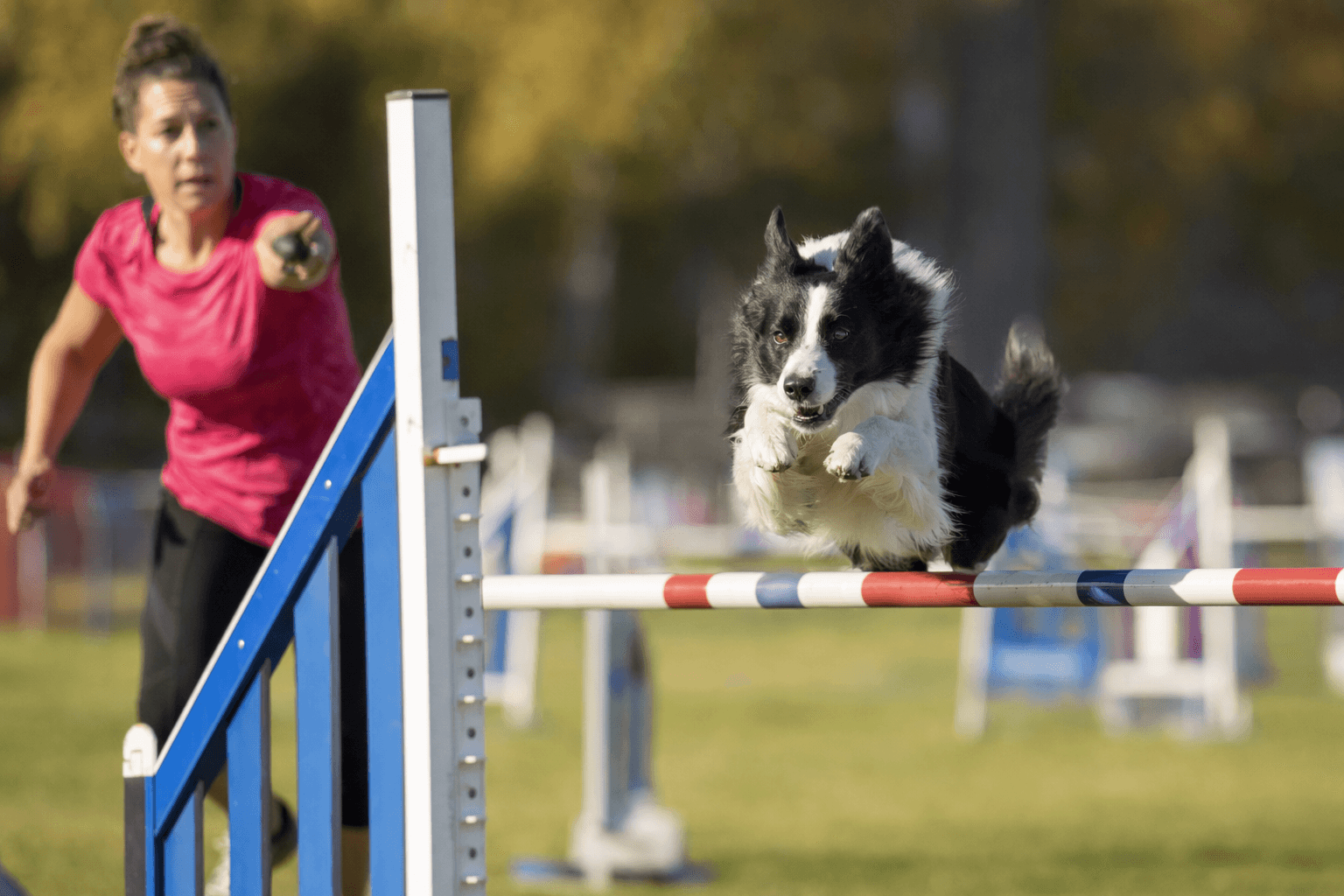 136 Dogs Vie for AKC Agility World Team Spots in New Jersey