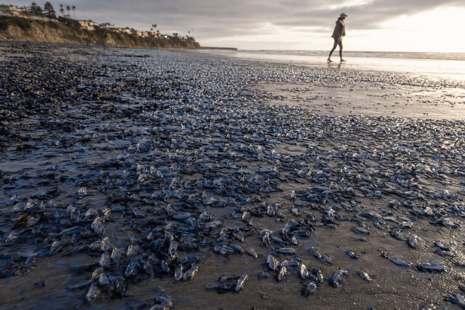 Blue beaches return as thousands of by-the-wind sailors wash ashore