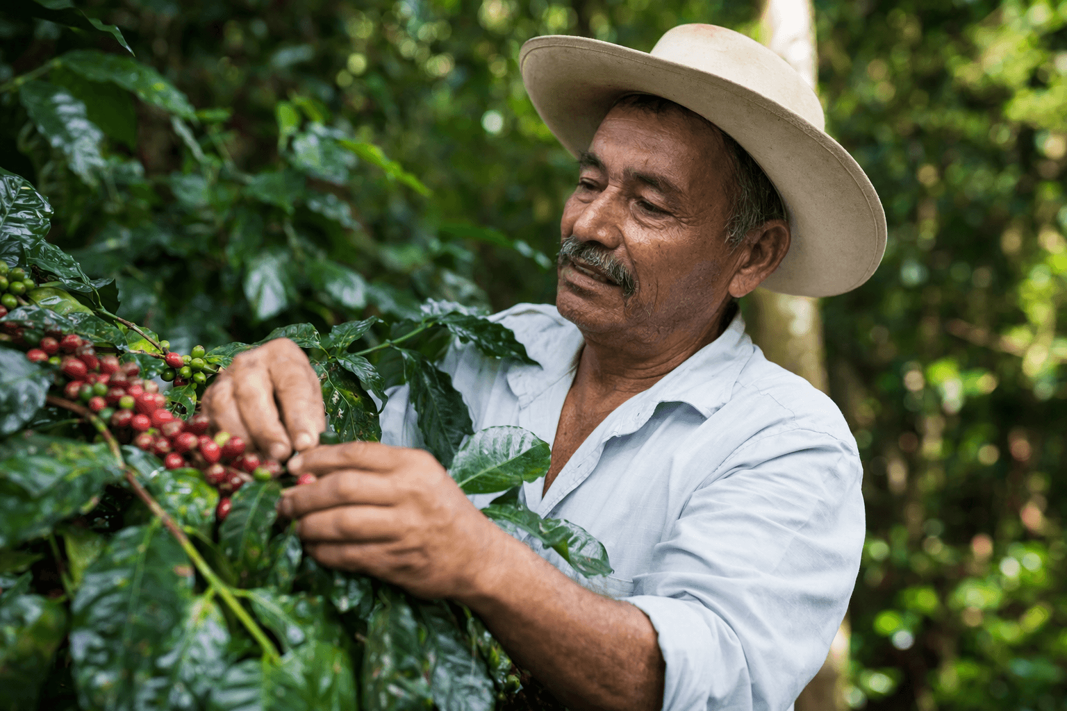 Rainforest Alliance backs Lavazza’s first regenerative-certified coffee launch