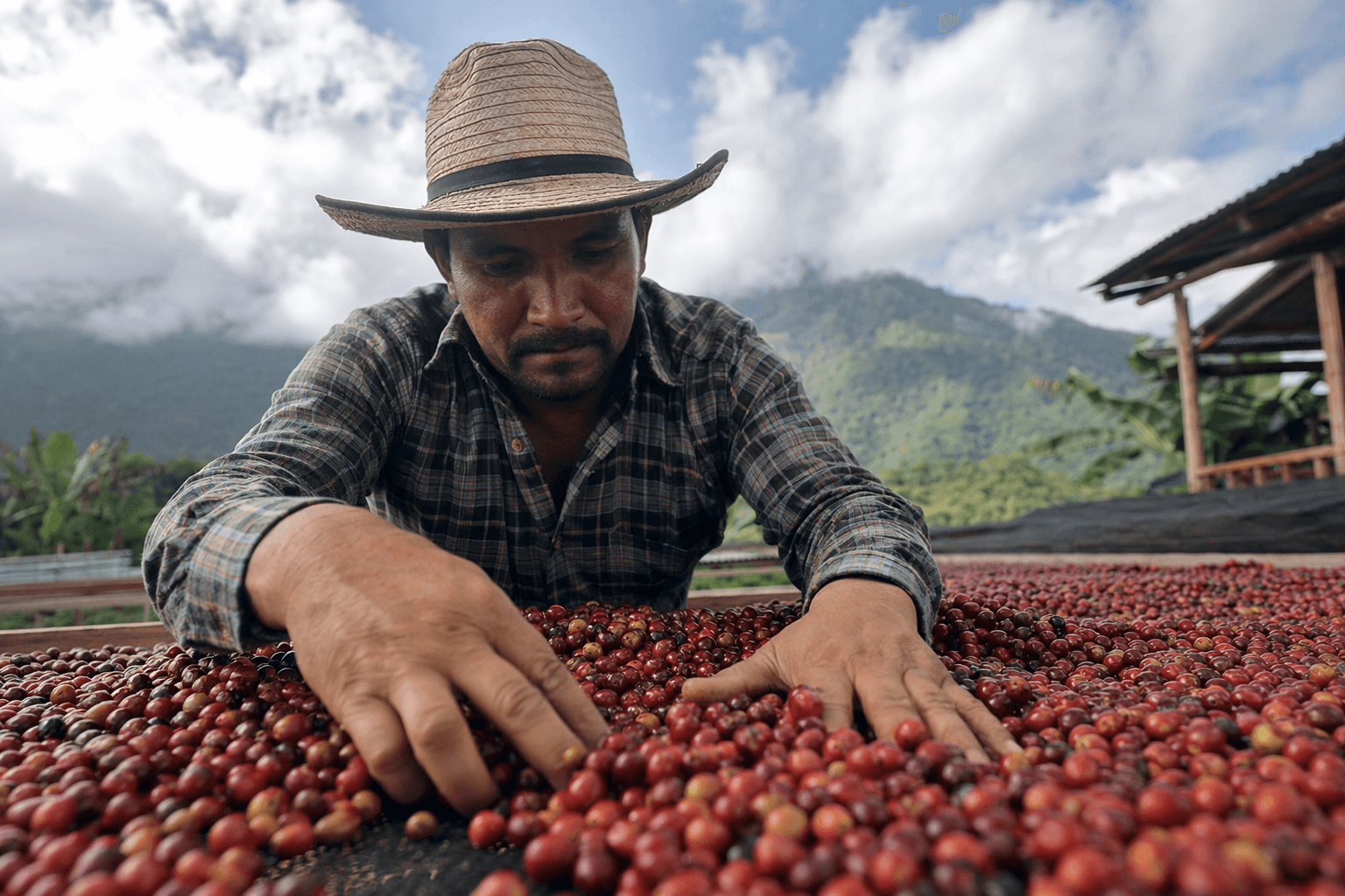EU deforestation rules set to reshape coffee supply chains worldwide