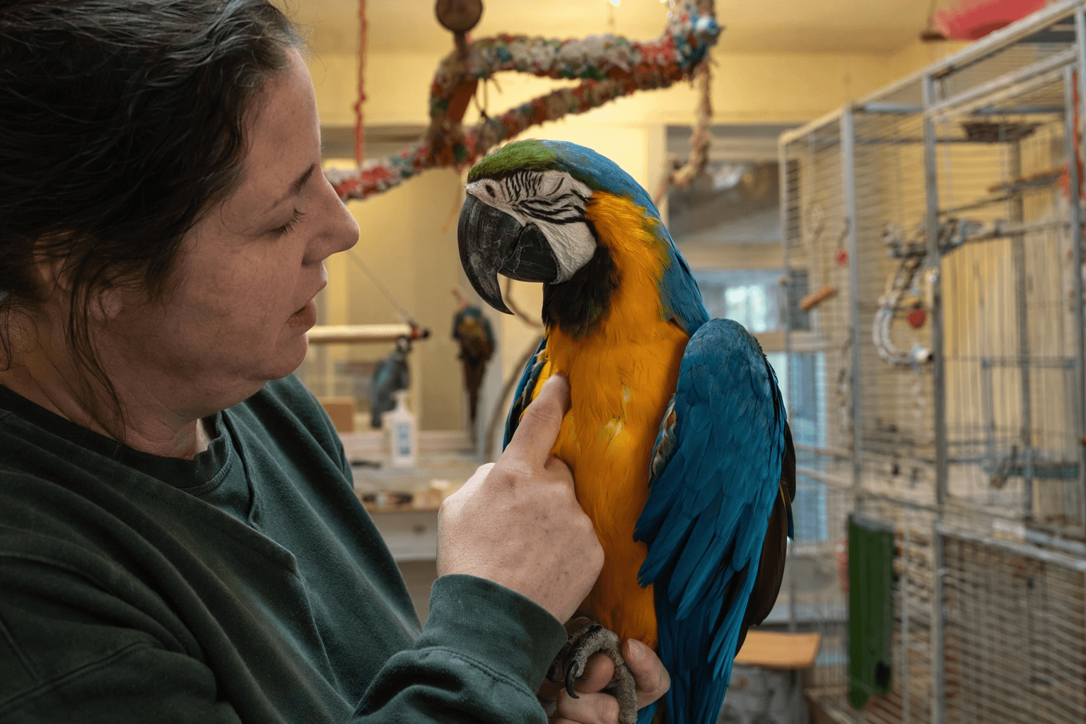 Wakefield Parrot Rescue Races to Find New Home for 60 Birds