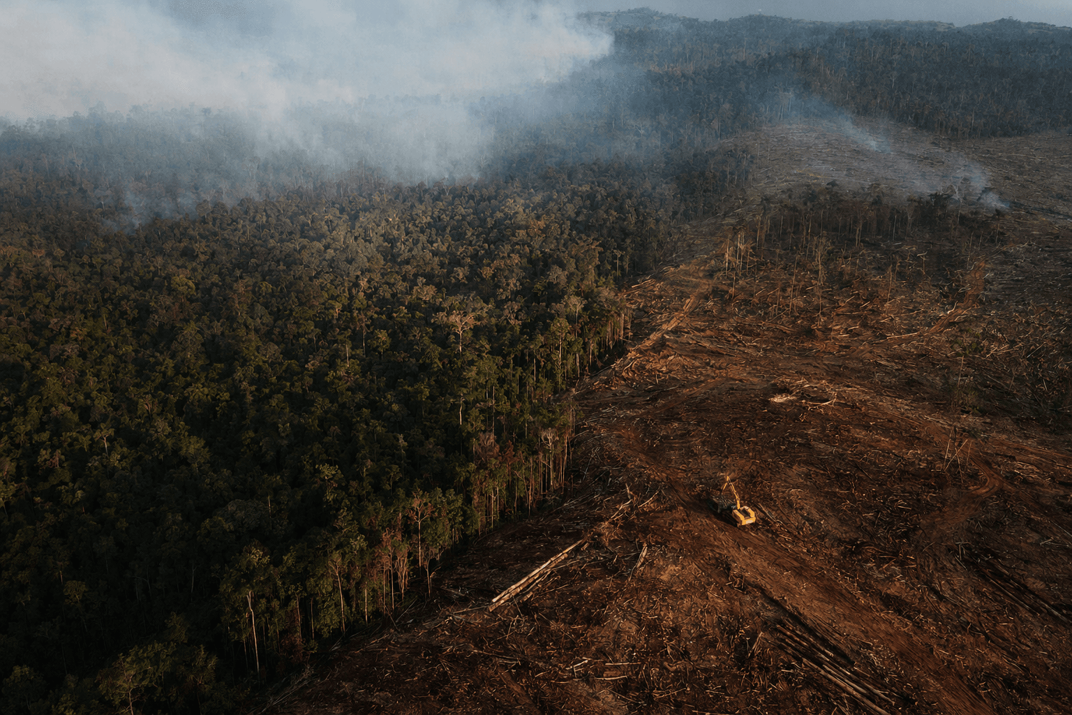 57,000 Hectares of Habitat Destroyed, Swift Parrot Losses Spark Outcry