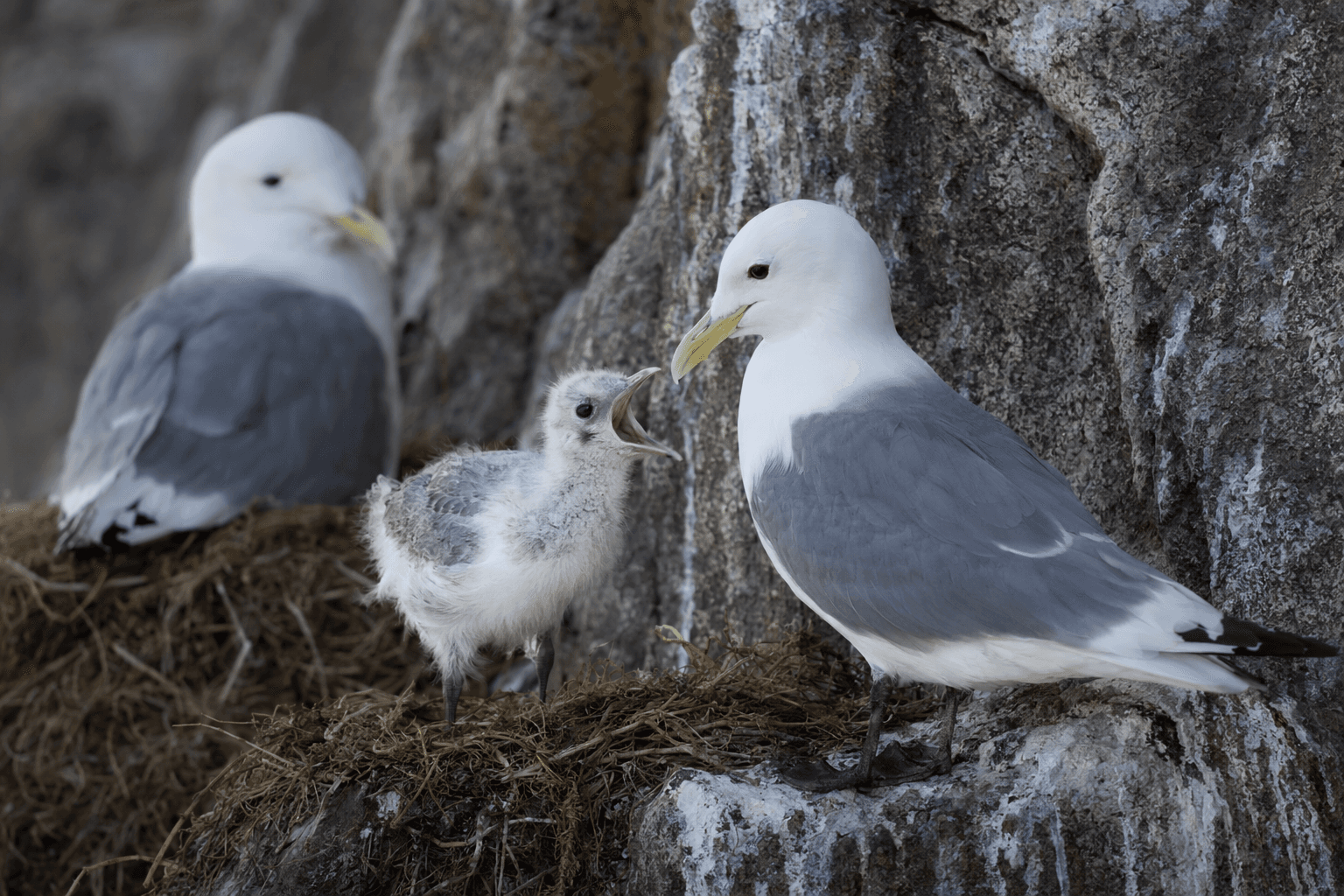 Bucknell study finds stress hormones shape kittiwake chick survival
